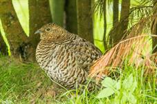 NP Bayerischer Wald_Haselhuhn_D8B0263